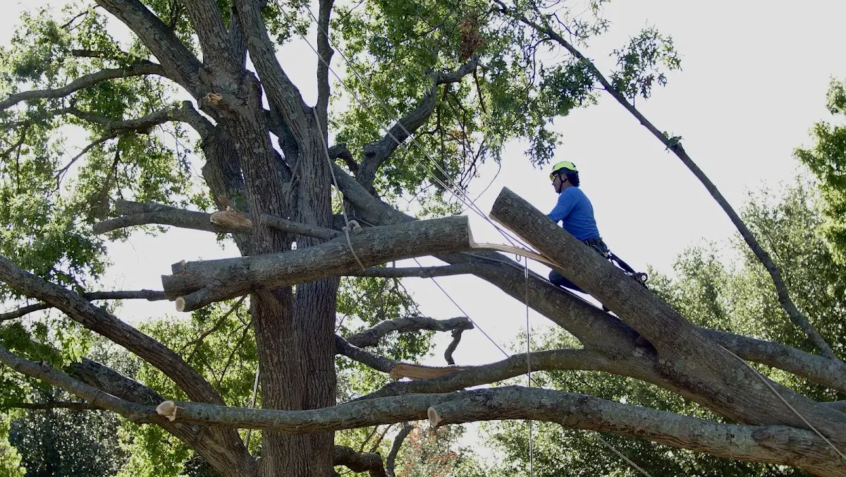 Professional Hazardous Tree Removal performed by certified arborists in Monson