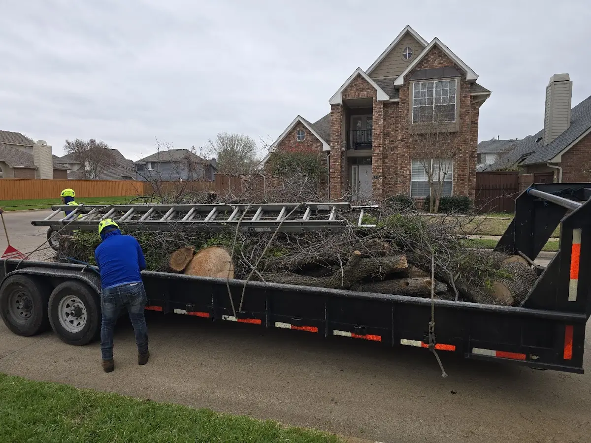 Expert Tree Pest Control with proper safety equipment in Monson